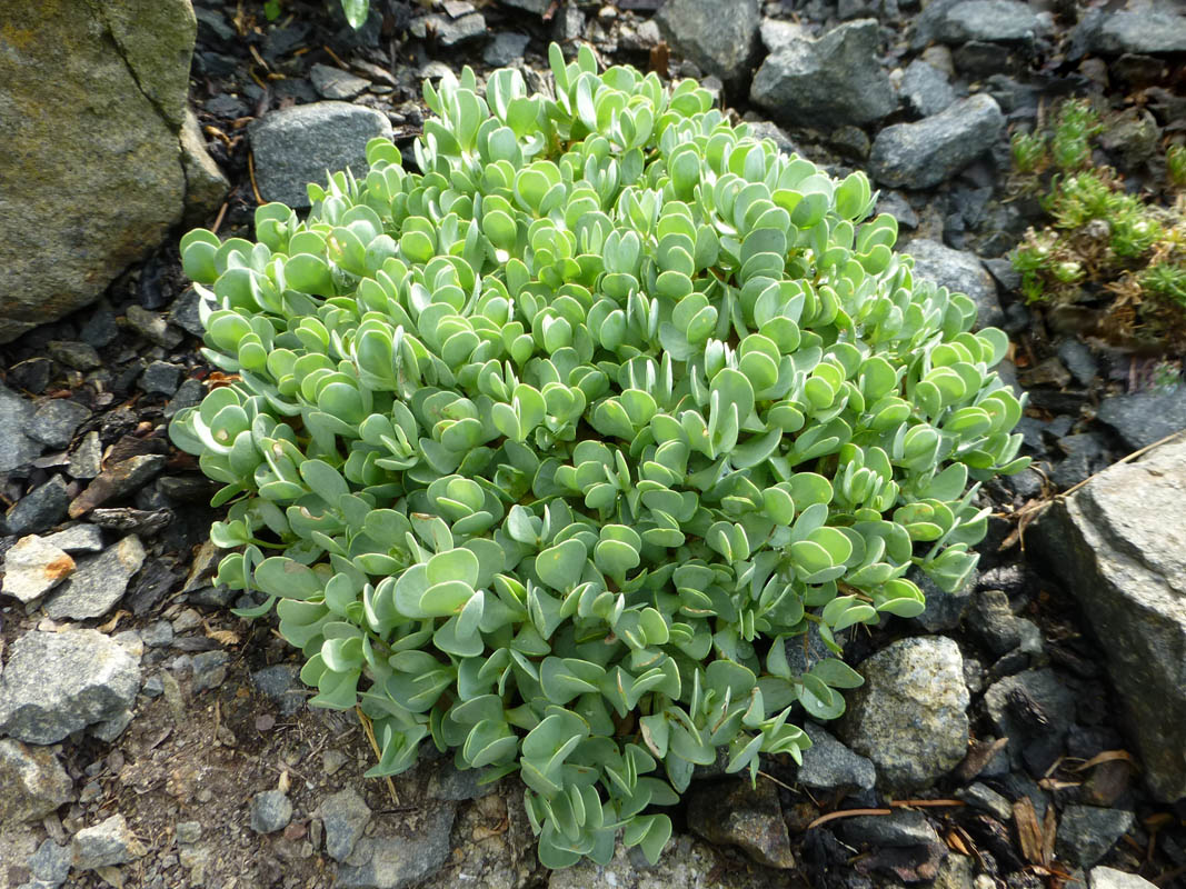 Aethionema oppositifolium